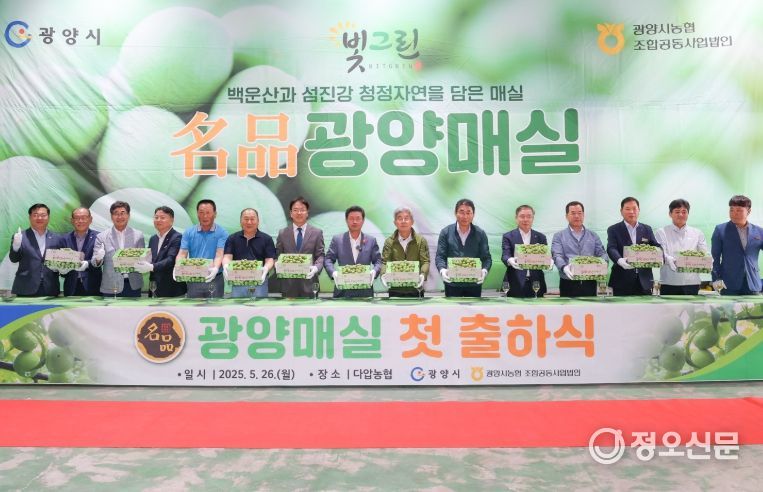 2025년산 명품 광양매실, 첫 출하