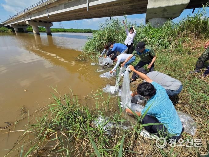 전북자치도, 하천 생태계 살리는 미꾸라지류 43만 마리 방류