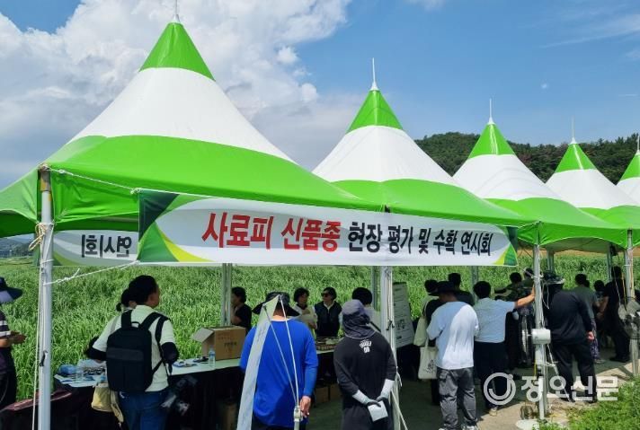 사료피 신품종 현장 평가 및 연시회 행사 전경