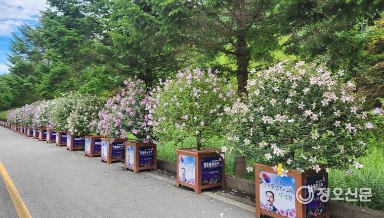 진천군 무궁화 우수 분화