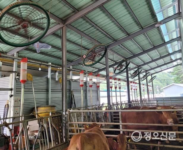 고령군, 폭염·호우에도 끄떡없게! 축산농가 기후재해 피해예방