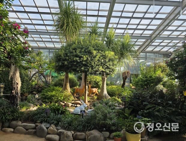 평택시자연테마식물원, 20년 된 덕구리난 꽃 피워